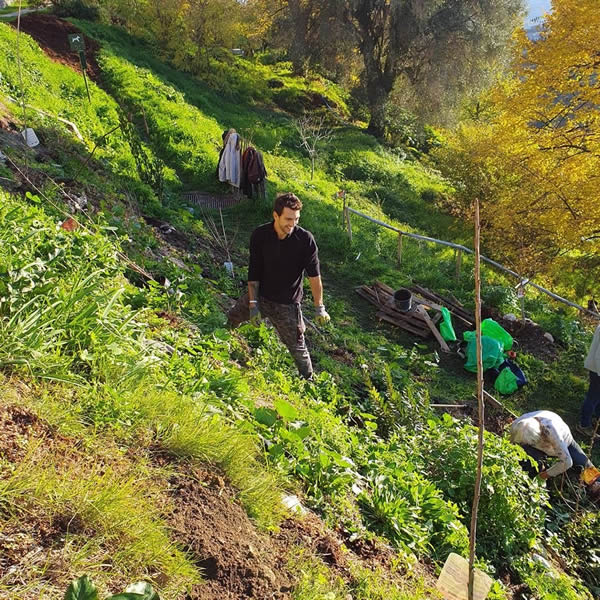 Planter une forêt en ville